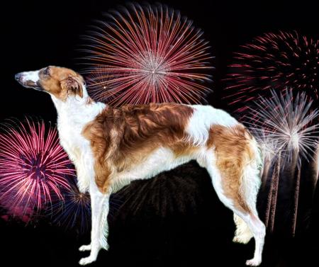 Borzoi for sale by ATOLEMAN