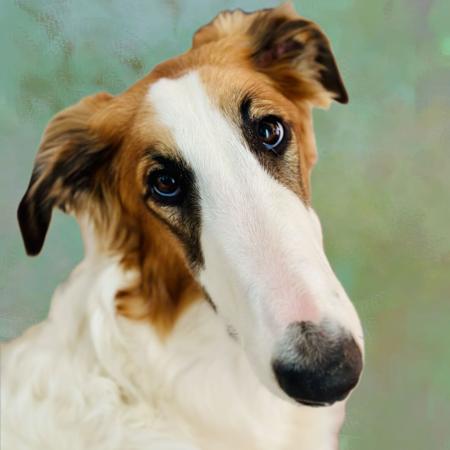 Borzoi for sale by ZHENDASHA