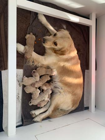 Golden Retriever puppy for sale by ALMERRICK