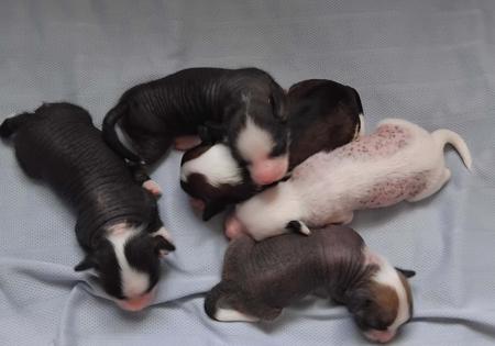 Chinese Crested Dog puppy for sale by GOOLARABANG