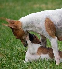 Tenterfield Terrier for sale by COOLAMIN