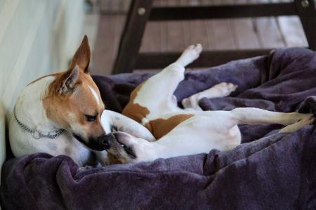 Tenterfield Terrier for sale by COOLAMIN