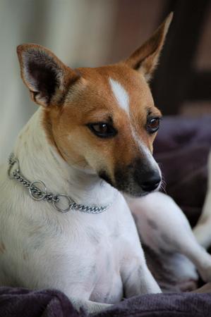 Tenterfield Terrier for sale by COOLAMIN