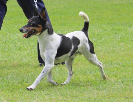 Tenterfield Terrier for sale by COOLAMIN