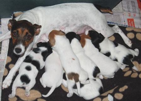 Tenterfield Terrier for sale by COOLAMIN