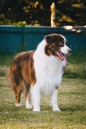 Australian Shepherd puppy for sale by PARKEYRE