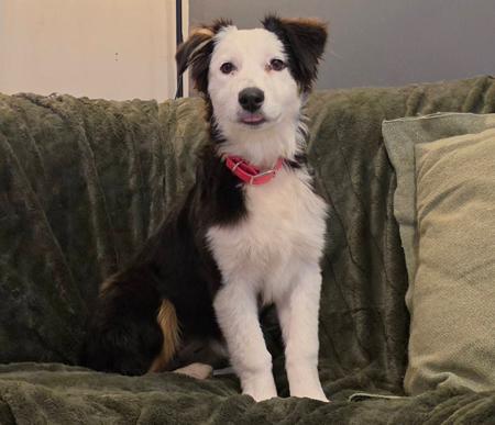 Australian Shepherd dog for sale by PARKEYRE