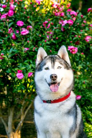 Siberian Husky for sale by SNOWPACKJANA
