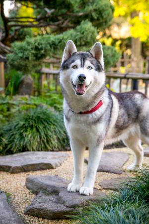 Siberian Husky for sale by SNOWPACKJANA
