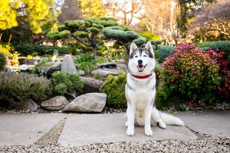 Siberian Husky for sale by SNOWPACKJANA