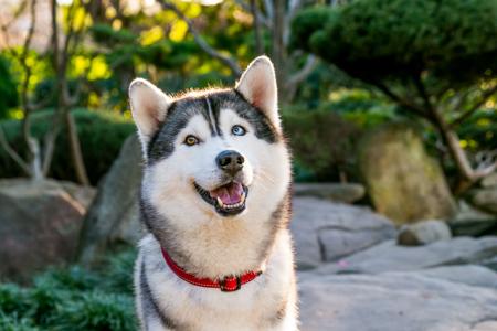 Siberian Husky for sale by SNOWPACKJANA