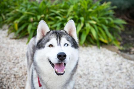 Siberian Husky for sale by SNOWPACKJANA