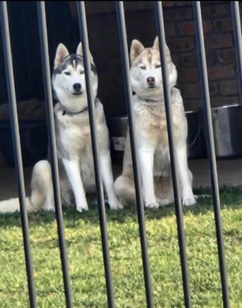 Siberian Husky for sale by SNOWPACKJANA