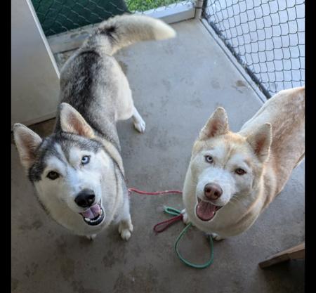 Siberian Husky for sale by SNOWPACKJANA