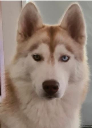 Siberian Husky for sale by SNOWPACKJANA