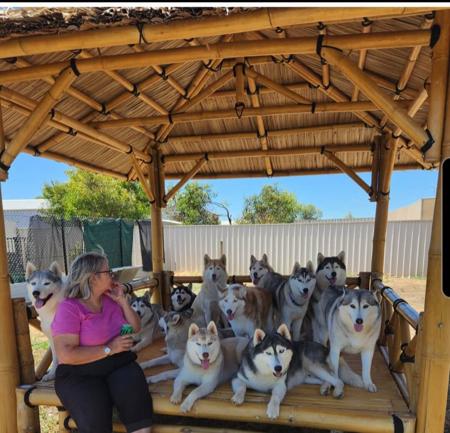 Siberian Husky for sale by SNOWPACKJANA