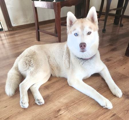 Siberian Husky for sale by SNOWPACKJANA