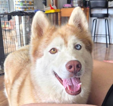 Siberian Husky for sale by SNOWPACKJANA