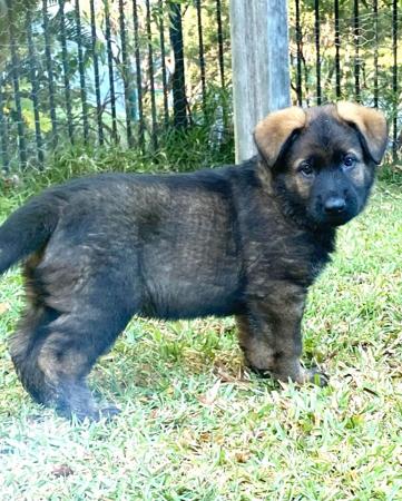 German Shepherd Dog for sale by DEXLAND