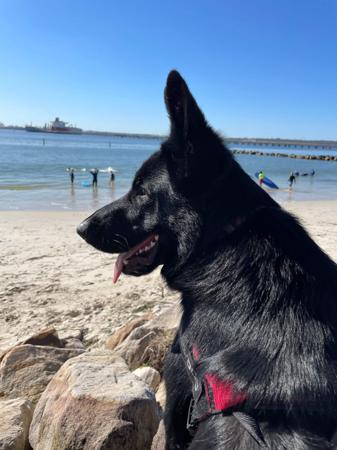 German Shepherd Dog for sale by DEXLAND