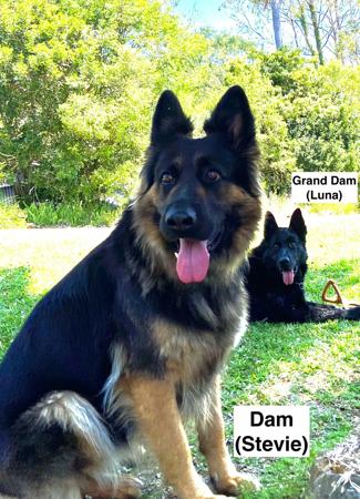 German Shepherd Dog for sale by DEXLAND