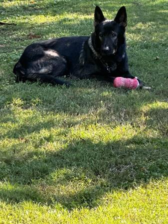 German Shepherd Dog for sale by DEXLAND