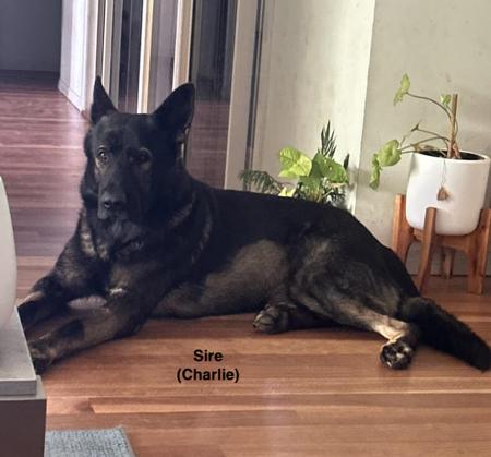 German Shepherd Dog for sale by DEXLAND