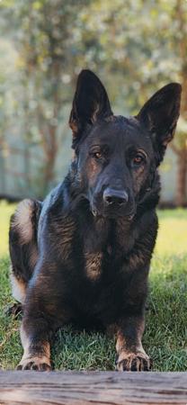 German Shepherd Dog for sale by DEXLAND