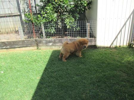 Chow Chow puppy for sale by MALABOO