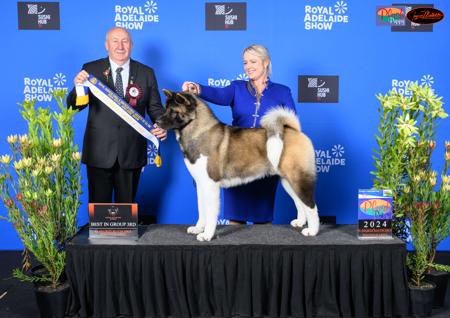 Akita for sale by SHOKUMA