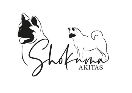 Akita for sale by SHOKUMA