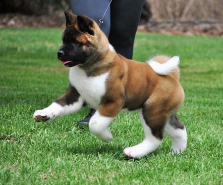 Akita for sale by SHOKUMA