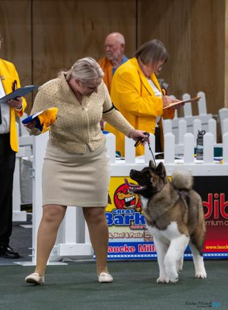 Akita for sale by SHOKUMA