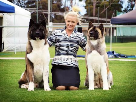 Akita for sale by SHOKUMA