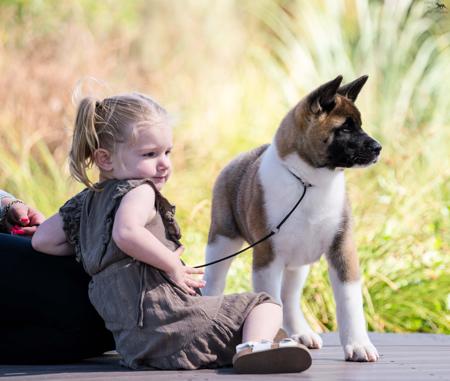 Akita for sale by SHOKUMA