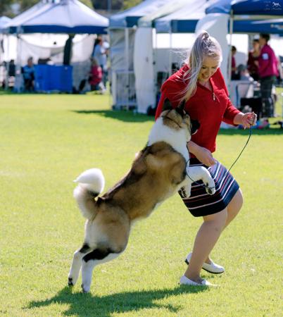 Akita for sale by SHOKUMA