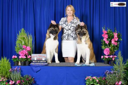 Akita for sale by SHOKUMA