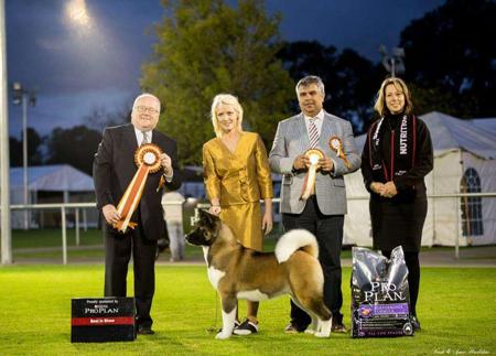 Akita for sale by SHOKUMA