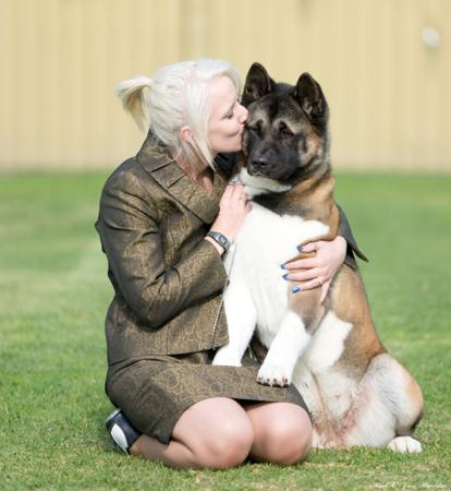 Akita for sale by SHOKUMA