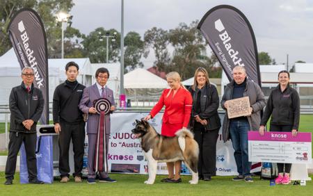 BISS BIS MRUBIS A20 CH Australian Champion Shokuma Divine By Design Akita