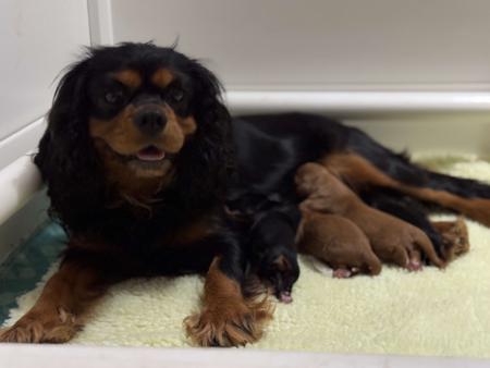 Cavalier King Charles Spaniel puppy for sale by CAVSANCTUARY