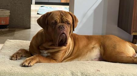Dogue de Bordeaux puppy for sale by MOLOSCYG