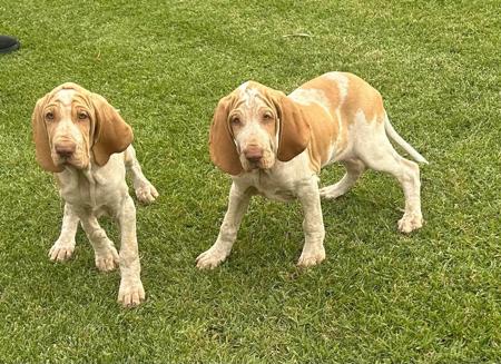 Bracco Italiano puppy for sale by MOLOSCYG