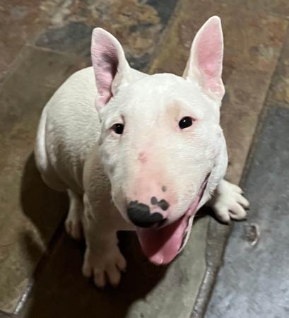 Bull Terrier (Miniature) puppy for sale by BULLROYBT