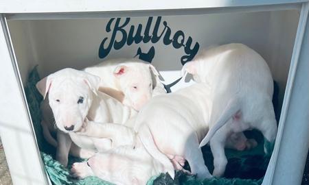 Bull Terrier puppy for sale by BULLROYBT