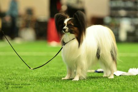 Papillon for sale by FELICIDBESS