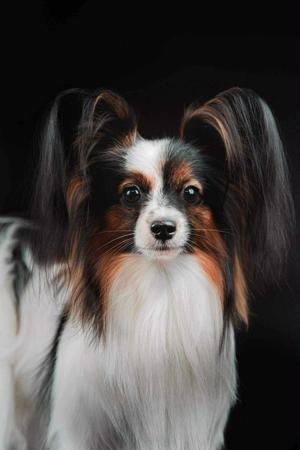 Papillon for sale by FELICIDBESS