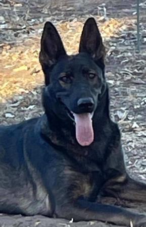 German Shepherd Dog for sale by VONEDENDALE