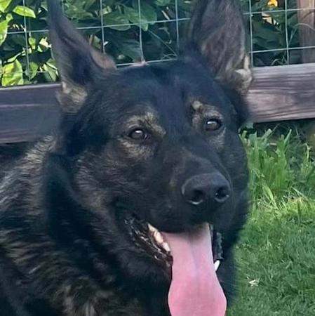 German Shepherd Dog for sale by WHITEFYAH