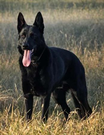 German Shepherd Dog for sale by VONEDENDALE